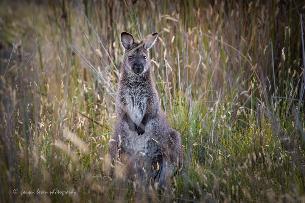 Pearl Hawley Beach Port Sorell Eksteriør bilde