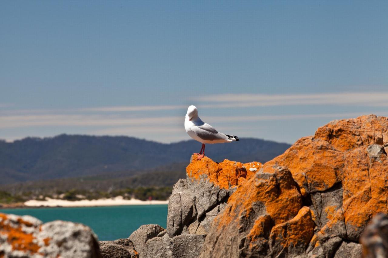 Pearl Hawley Beach Port Sorell Eksteriør bilde